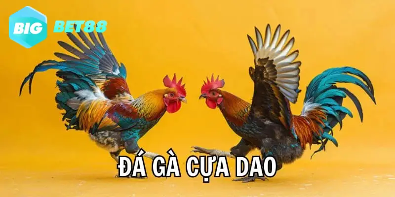 choi ga cua dao co do kich tinh cuc ky cao Chọi gà cựa dao có độ kịch tính cực kỳ cao
