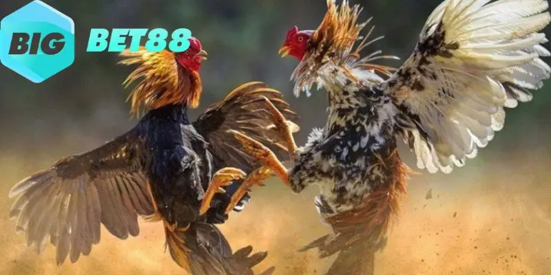 gioi thieu doi net ve da ga cua sat tai bigbet88 Giới thiệu đôi nét về đá gà cựa sắt tại Bigbet88
