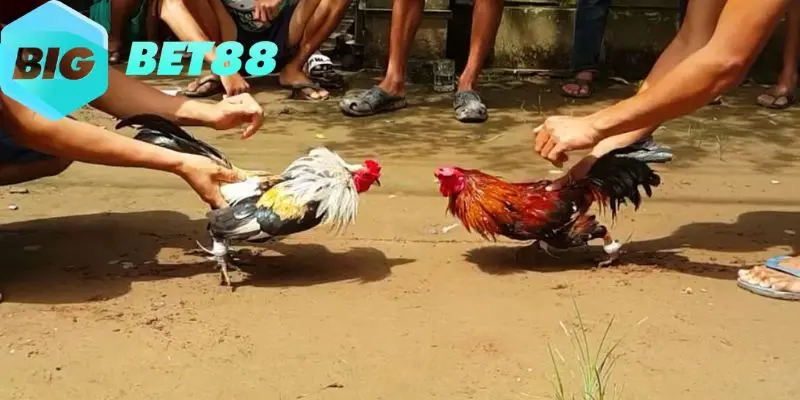 huong dan cach choi choi ga cua sat danh cho nguoi moi tham gia Hướng dẫn cách chơi chọi gà cựa sắt dành cho người mới tham gia