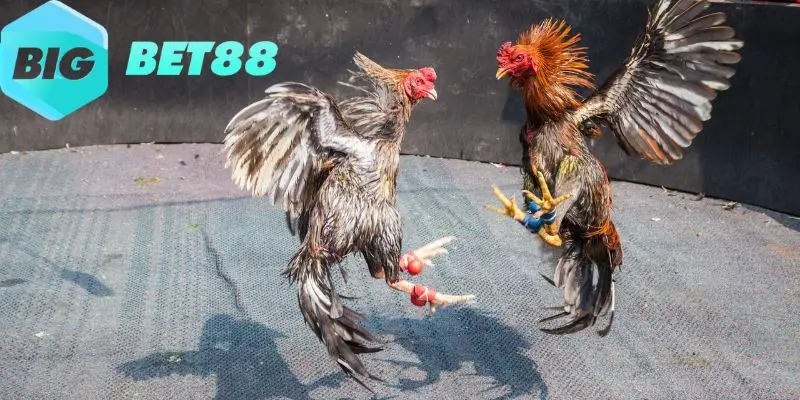 keo meron la keo cuoc duoc ua chuong nhat tai bigbet88 Kèo Meron là kèo cược được ưa chuộng nhất tại Bigbet88