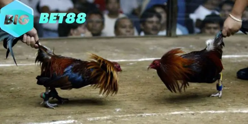 thoi gian thi dau cua mot tran dau da ga cua sat Thời gian thi đấu của một trận đấu đá gà cựa sắt